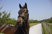 Deutscher Reitpony Wallach "Gentleman"
