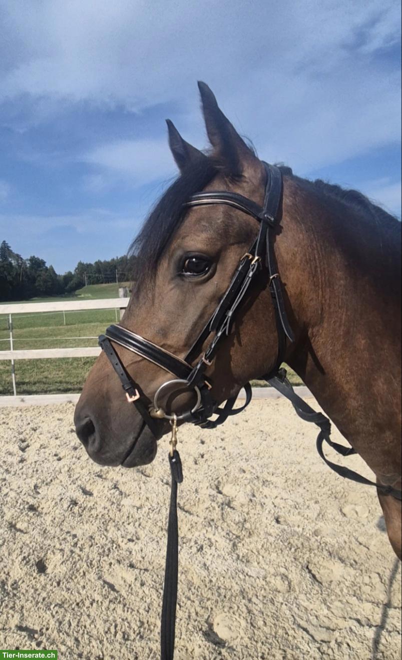 Bild 2: Deutscher Reitpony Wallach "Gentleman"