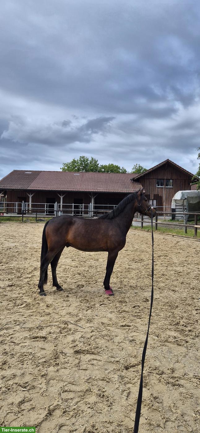 Bild 3: Deutscher Reitpony Wallach "Gentleman"
