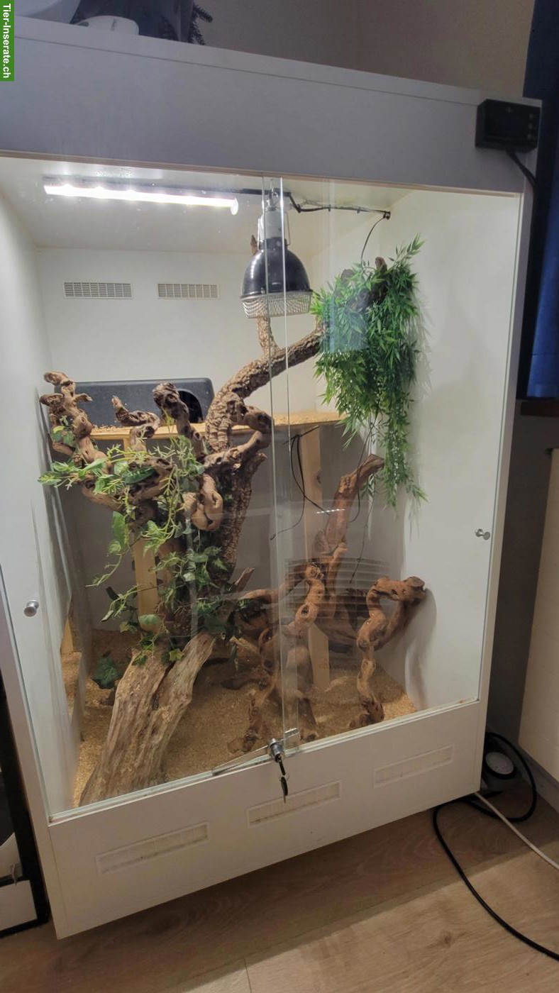 Grosses Hochterrarium zu verkaufen