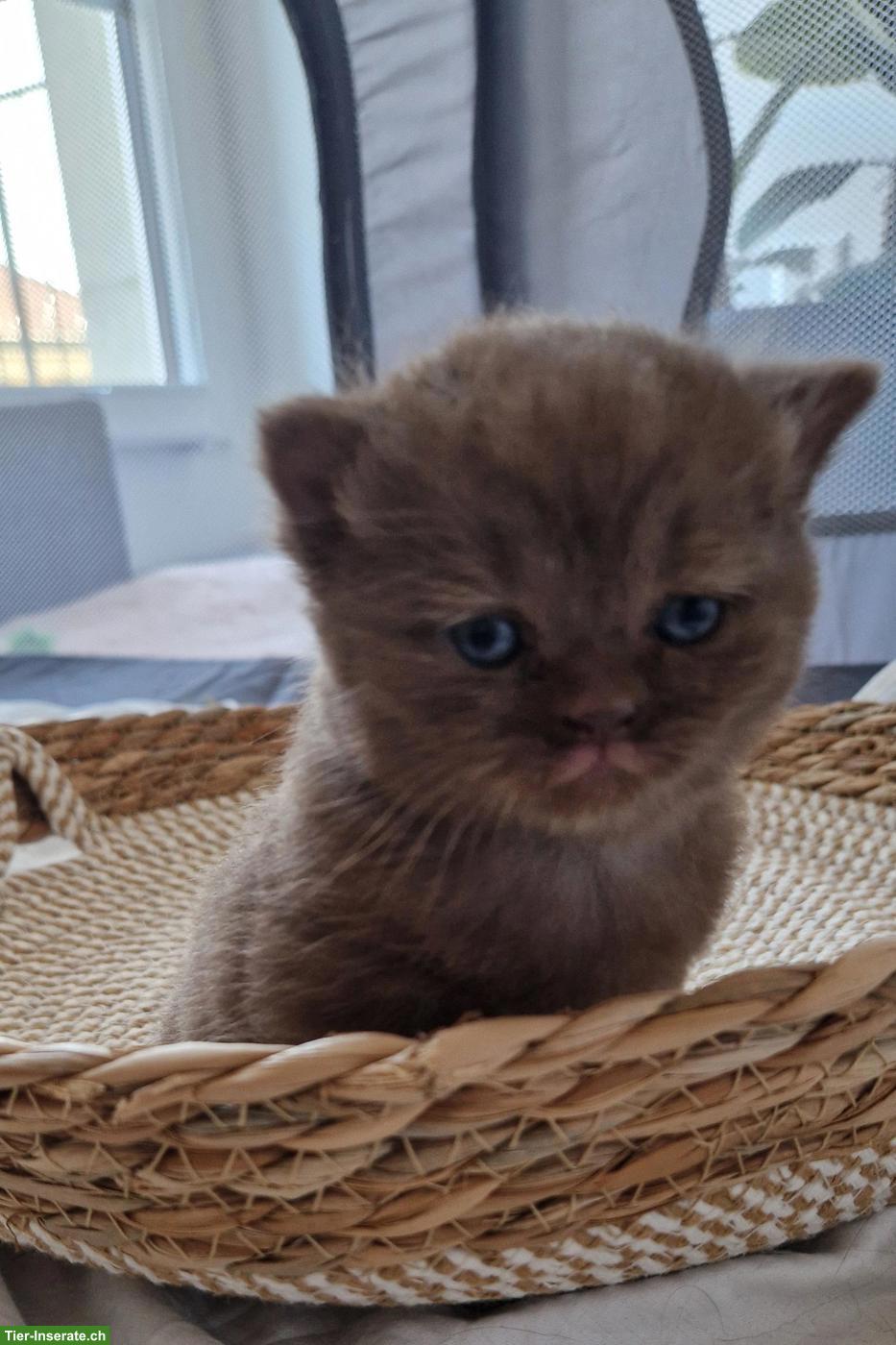 Süsses BKH-Kitten in der seltene Farbe choco