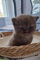 Süsses BKH-Kitten in der seltene Farbe choco