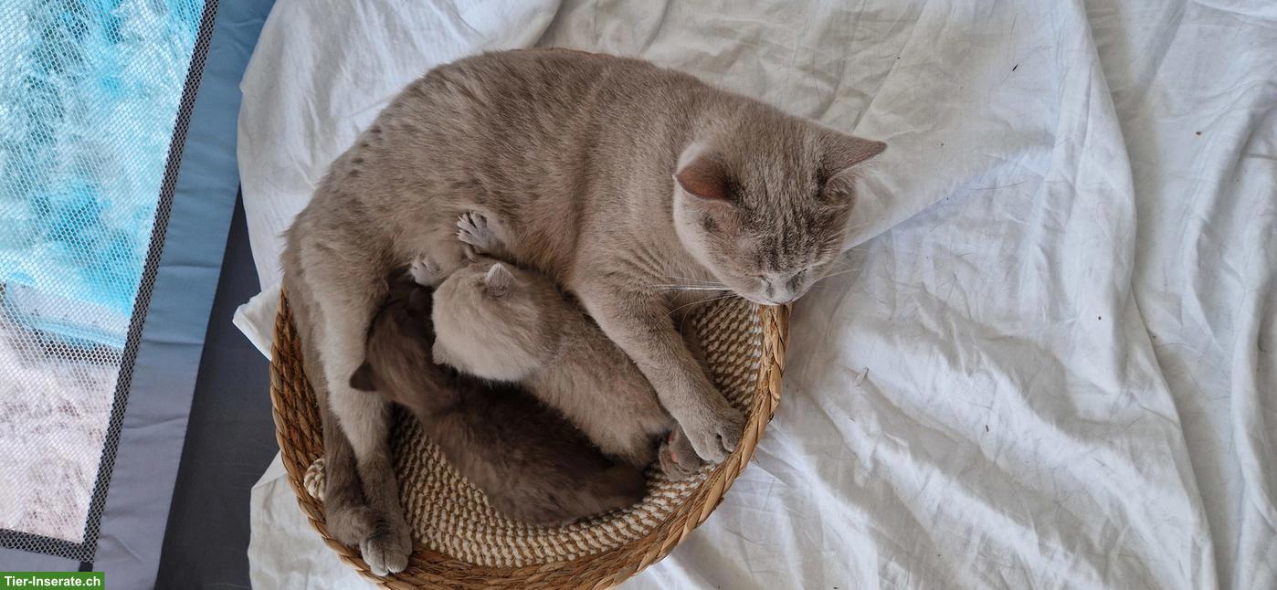 Bild 2: Süsses BKH-Kitten in der seltene Farbe choco