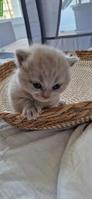 Süsses BKH Kitten, Farbe lilac, mit Besonderheit