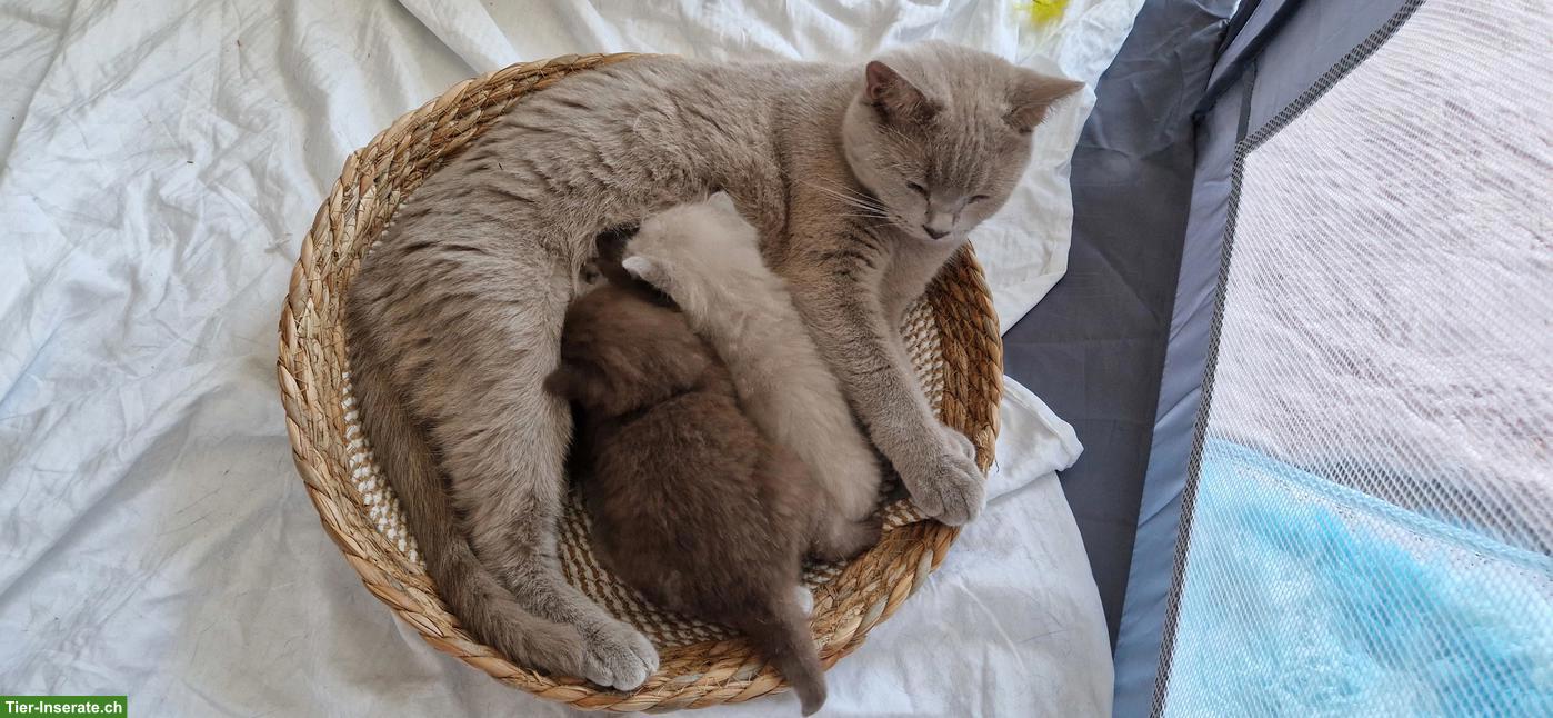 Bild 2: Süsses BKH Kitten, Farbe lilac, mit Besonderheit