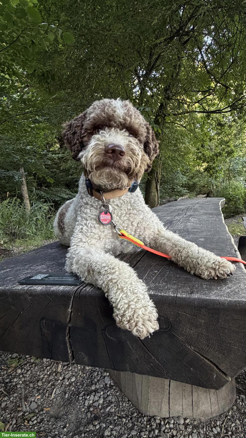Hundebetreuung / Ferienplatz für Lagotto gesucht