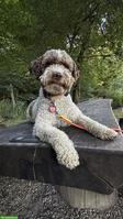 Hundebetreuung / Ferienplatz für Lagotto gesucht