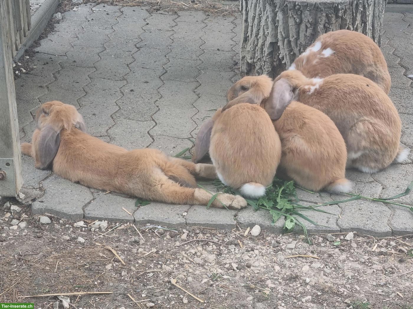 Bild 2: Französische Widder Kaninchen