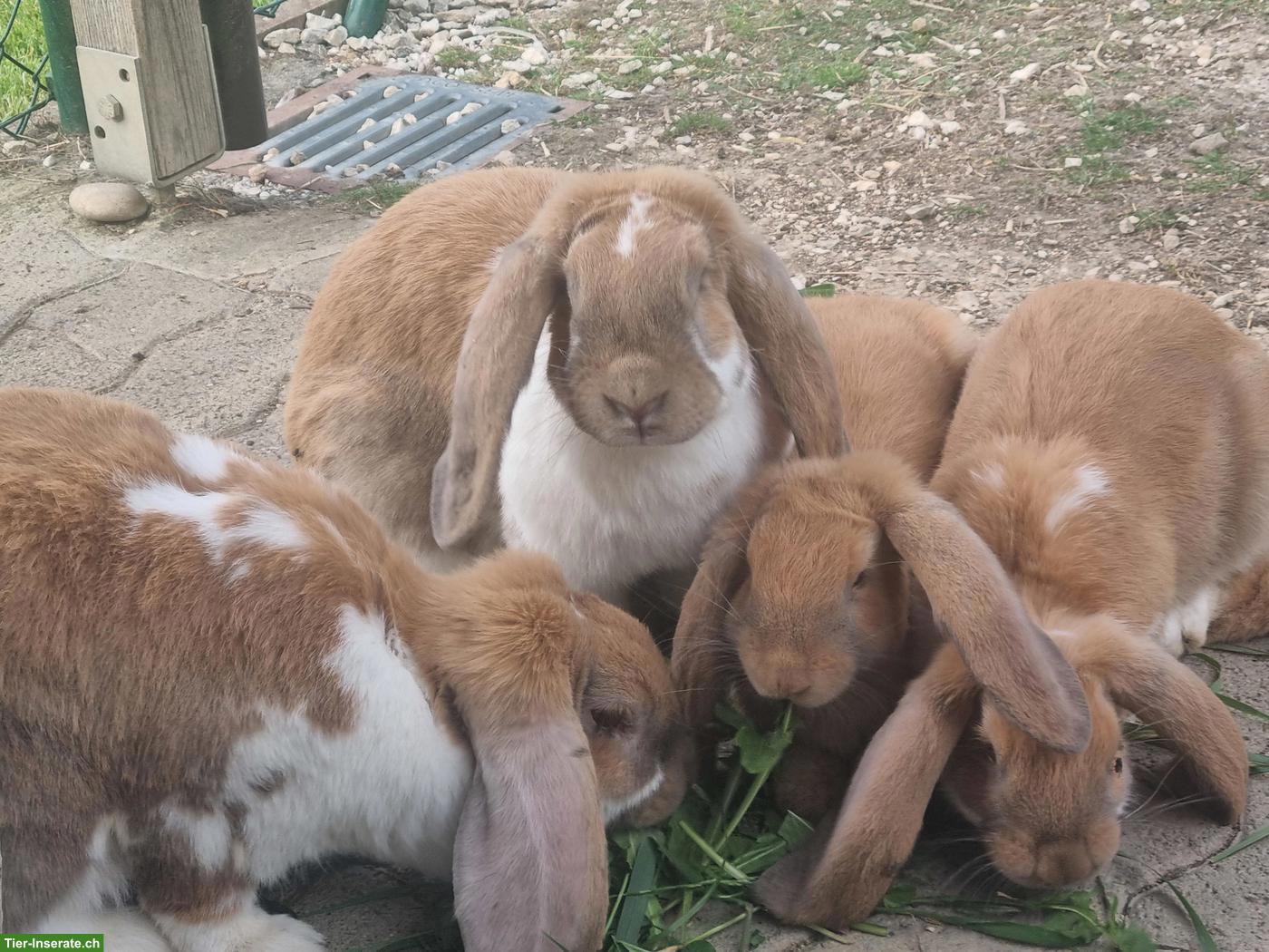 Bild 3: Französische Widder Kaninchen