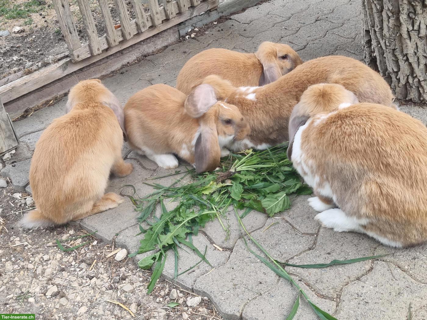 Bild 4: Französische Widder Kaninchen