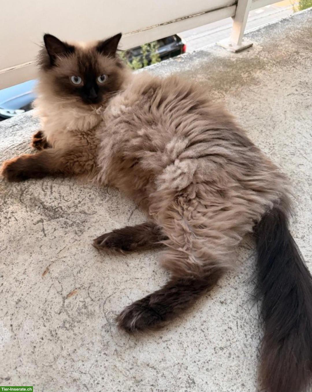 Katzenpaar Mau & Minka suchen liebes Für-immer-Zuhause