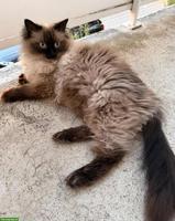 Katzenpaar Mau & Minka suchen liebevolles Für-immer-Zuhause