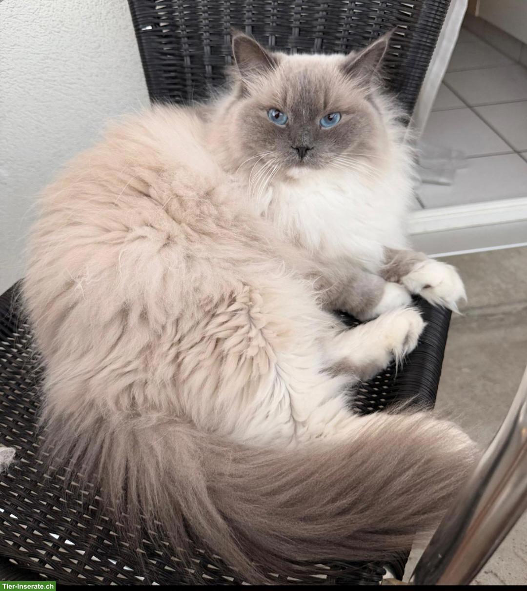Bild 2: Katzenpaar Mau & Minka suchen liebes Für-immer-Zuhause