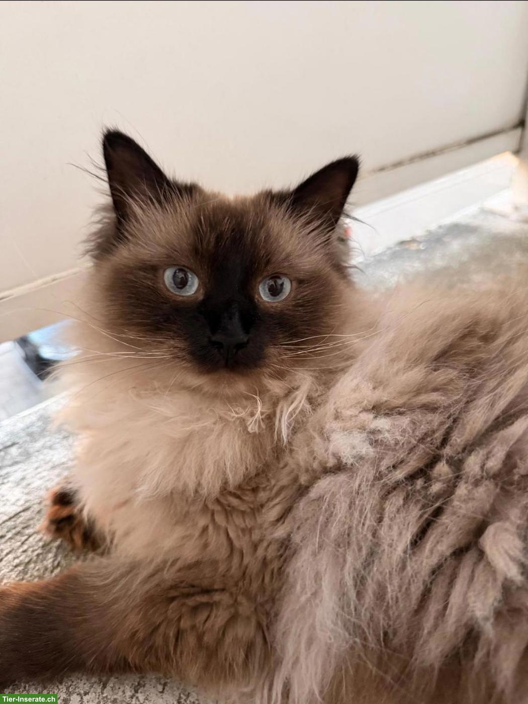 Bild 3: Katzenpaar Mau & Minka suchen liebes Für-immer-Zuhause