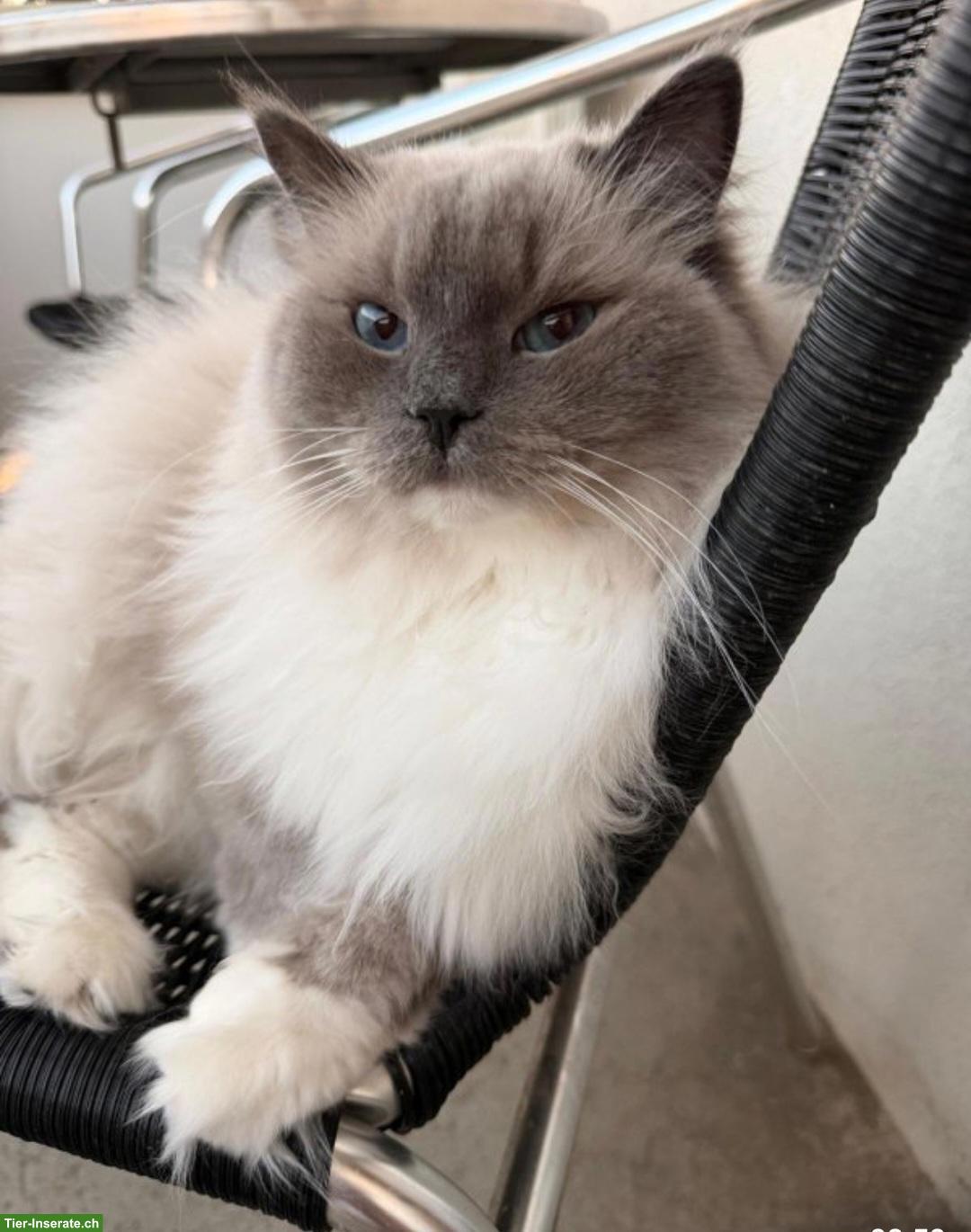 Bild 4: Katzenpaar Mau & Minka suchen liebes Für-immer-Zuhause