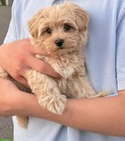 Süsser Maltipoo Welpen Rüde 9 Wochen alt