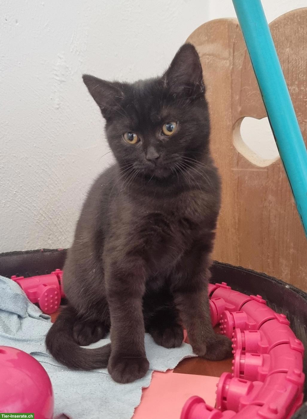 Junges BKH x EKH Katzenmädchen sucht ein Zuhause