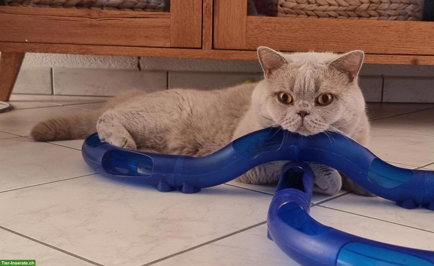 Bild 2: Junges BKH x EKH Katzenmädchen sucht ein Zuhause