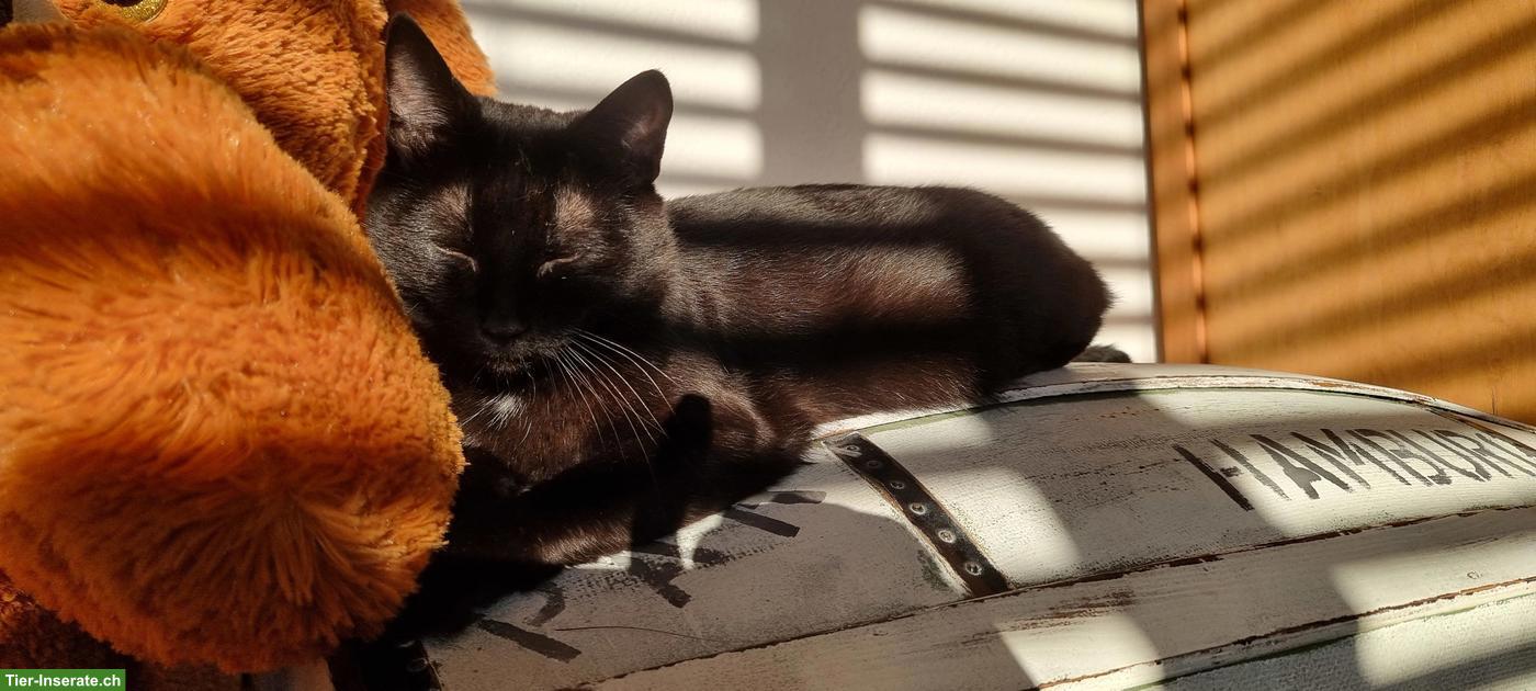 Bild 3: Junges BKH x EKH Katzenmädchen sucht ein Zuhause