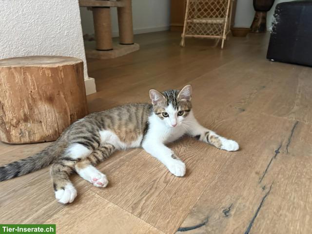 Bild 3: 2 Kätzchen suchen ihr gemeinsames Zuhause 🐾🐾