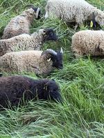 Junge Ouessant Schafböckli zu verkaufen