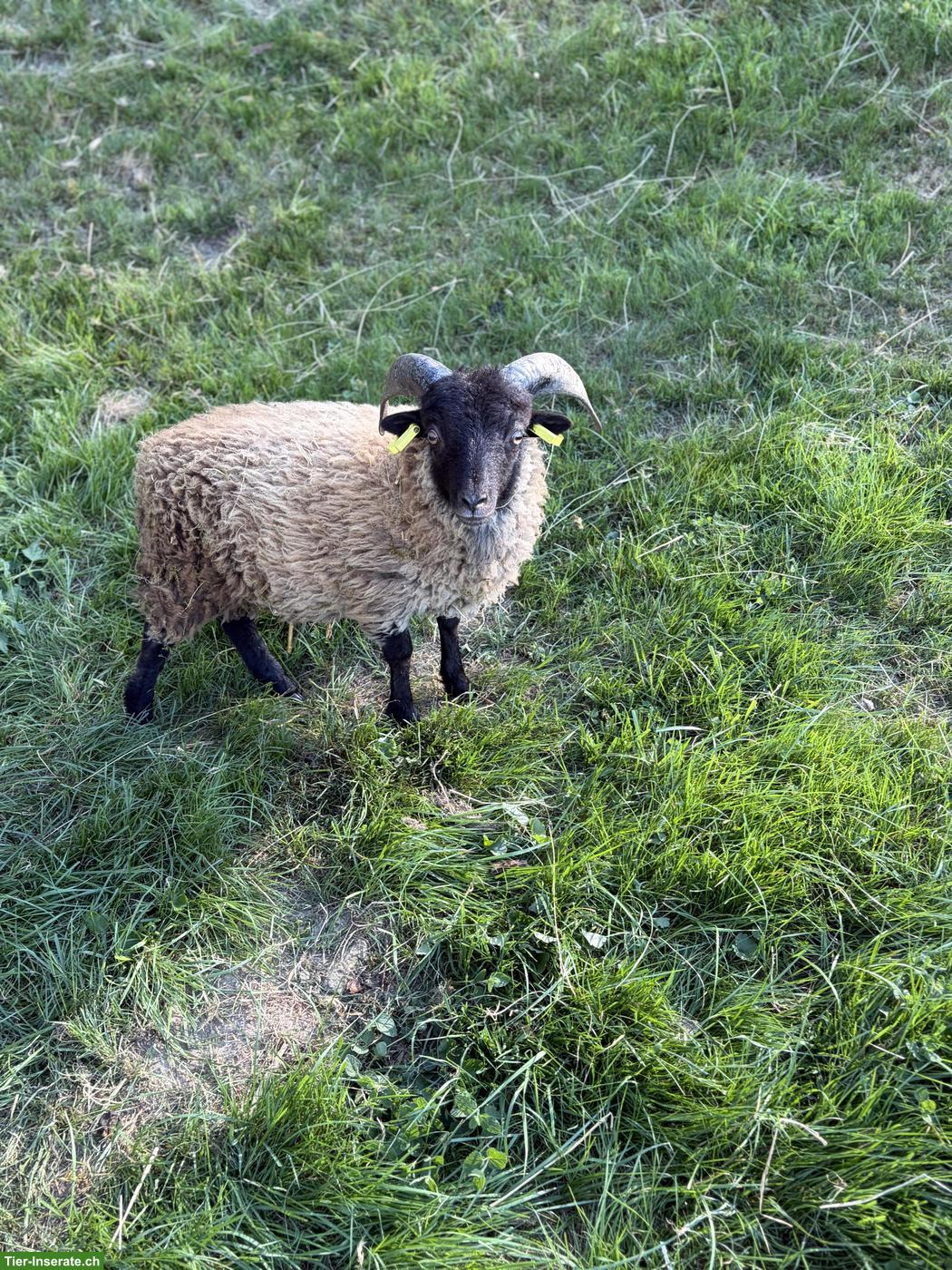 Bild 3: Junge Ouessant Schafböckli zu verkaufen