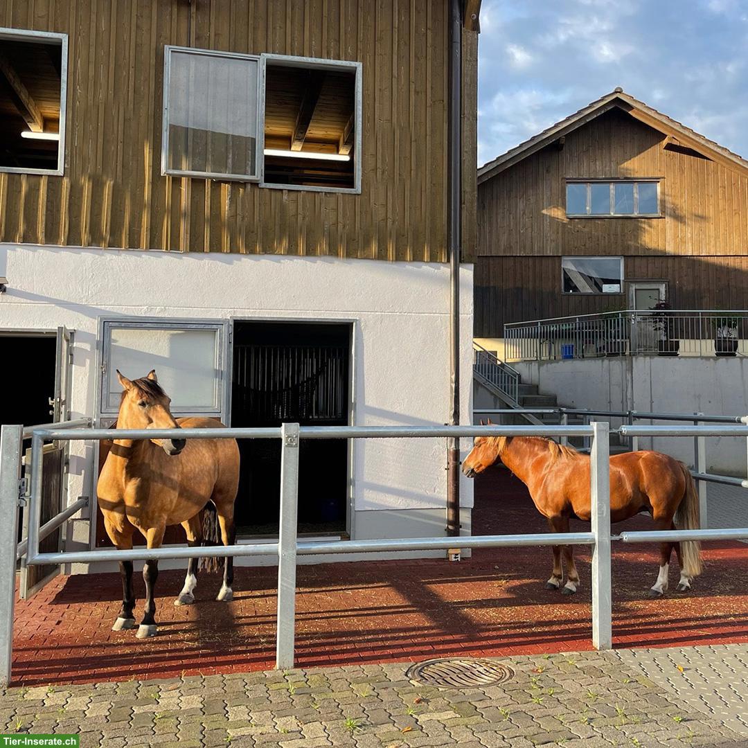 Bild 2: Vermieten 1 -2 Pferdeboxen im TG, mit regelmässiger Mitarbeit im Stall
