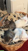 Junge Katzenbabys suchen neues Zuhause