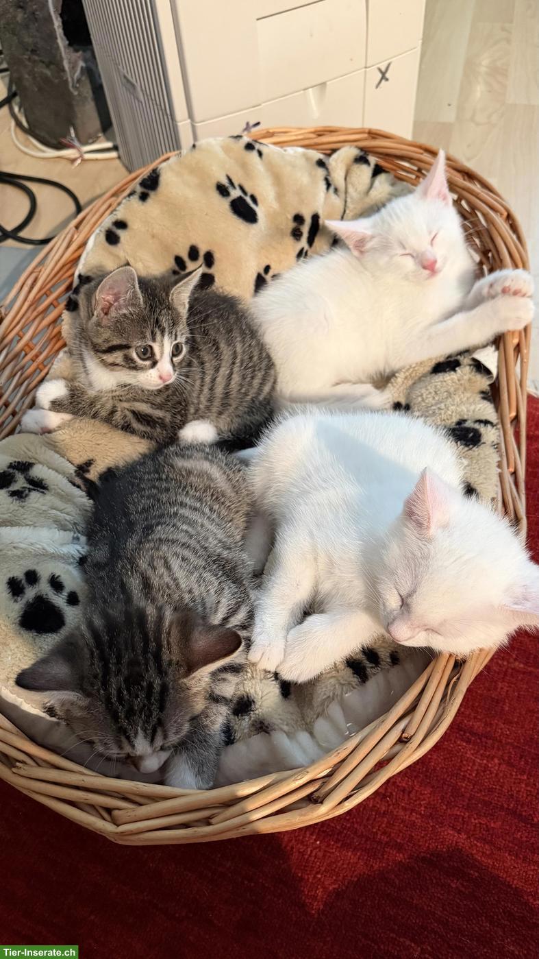 Bild 2: Junge Katzenbabys suchen neues Zuhause