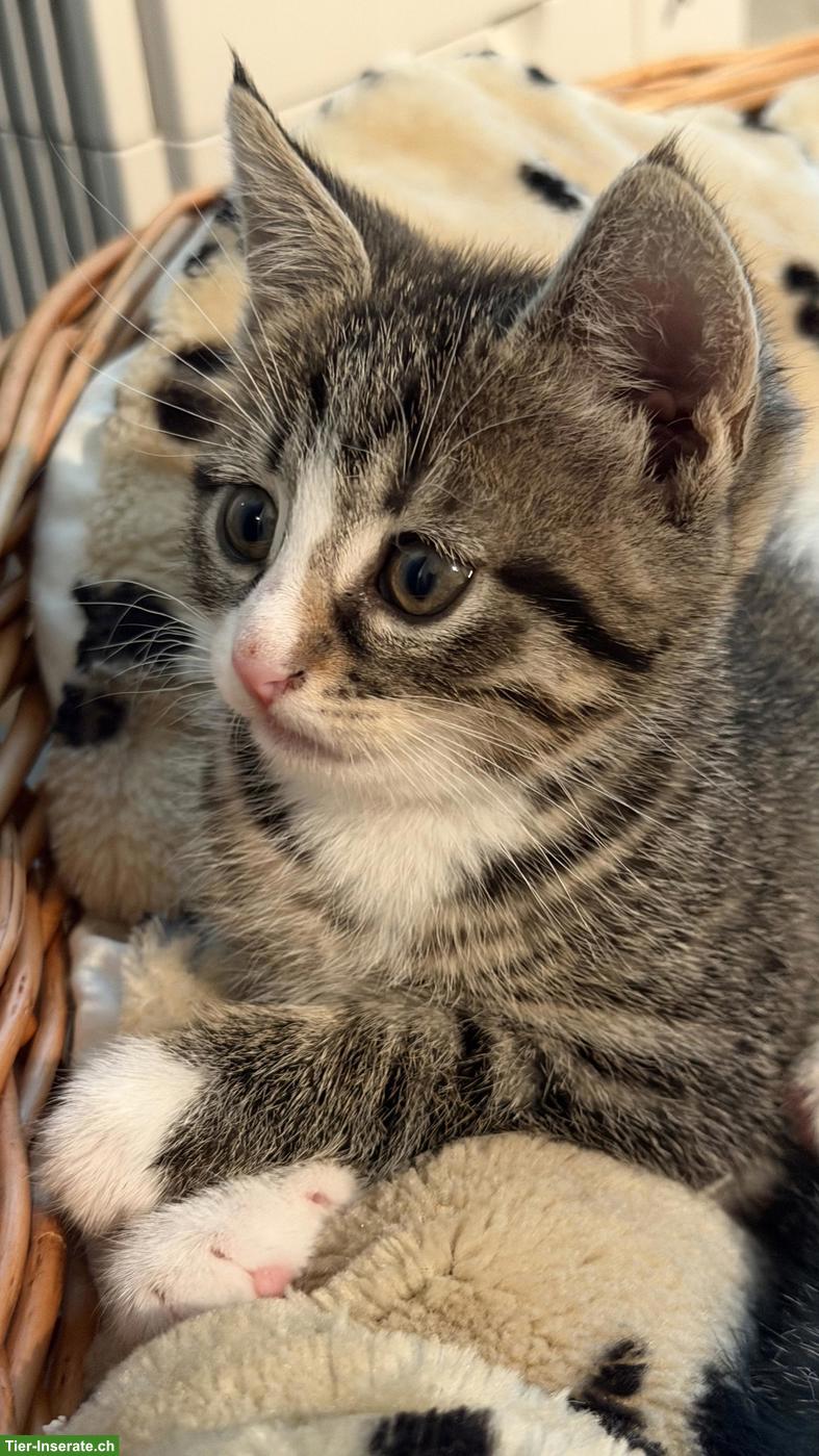 Bild 3: Junge Katzenbabys suchen neues Zuhause