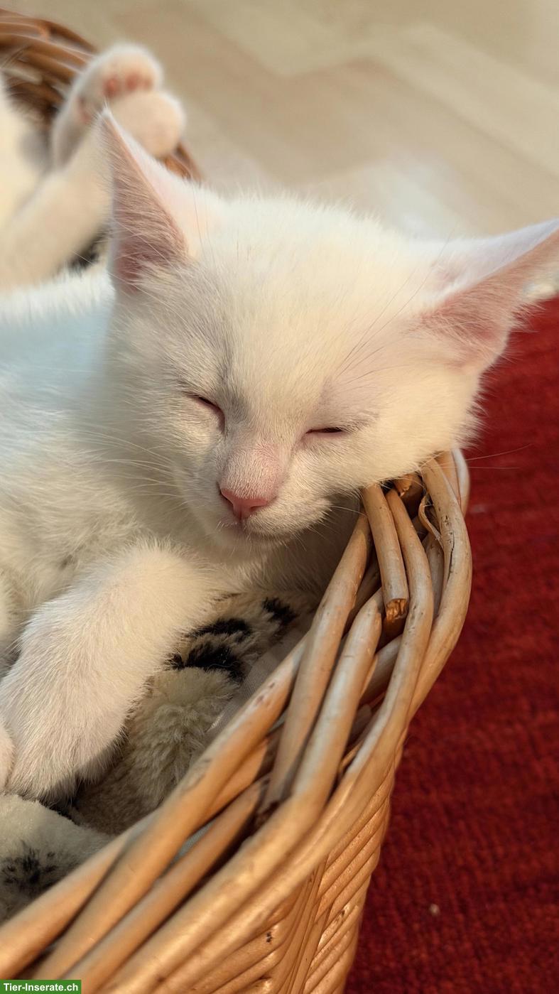 Bild 4: Junge Katzenbabys suchen neues Zuhause