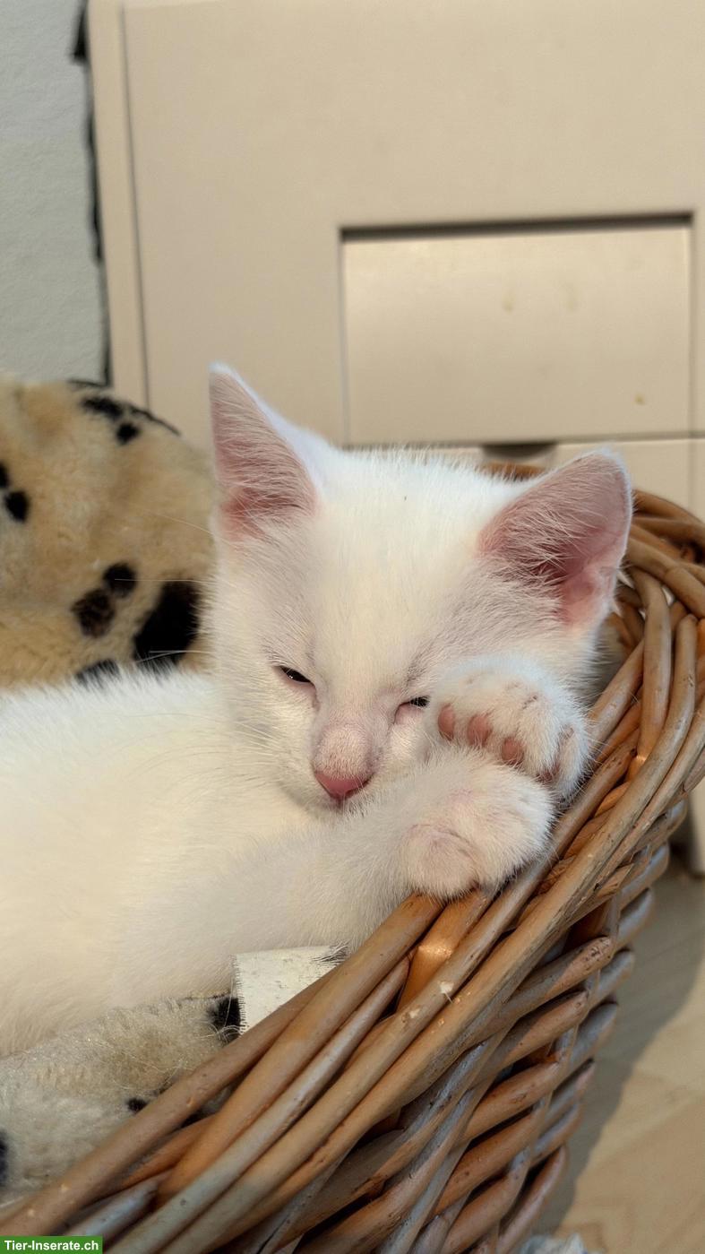 Bild 5: Junge Katzenbabys suchen neues Zuhause
