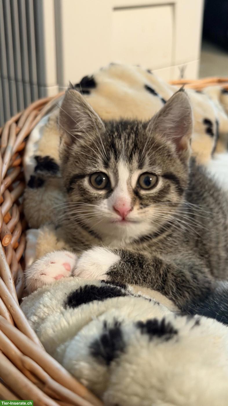 Bild 6: Junge Katzenbabys suchen neues Zuhause