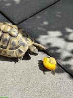 Griechische Landschildkröten Abzugeben oder zu tauschen (5j.) 🐢