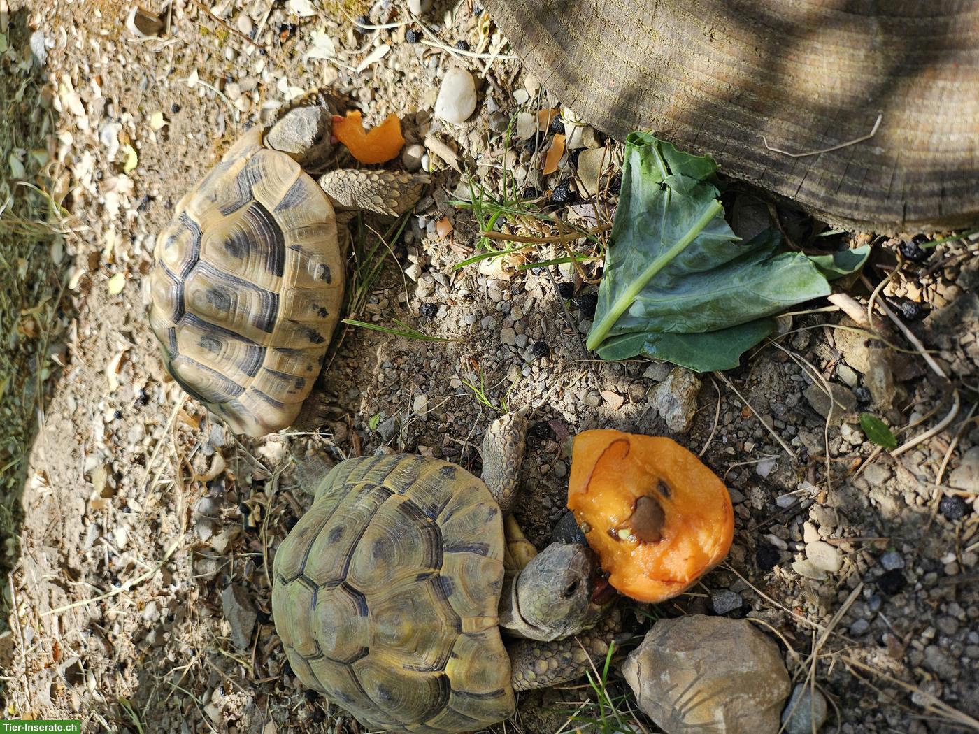 Bild 2: Griechische Landschildkröten Abzugeben oder zu tauschen (5j.) 🐢