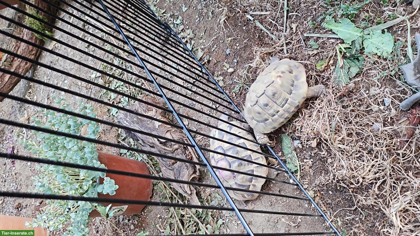 Bild 3: Griechische Landschildkröten Abzugeben oder zu tauschen (5j.) 🐢