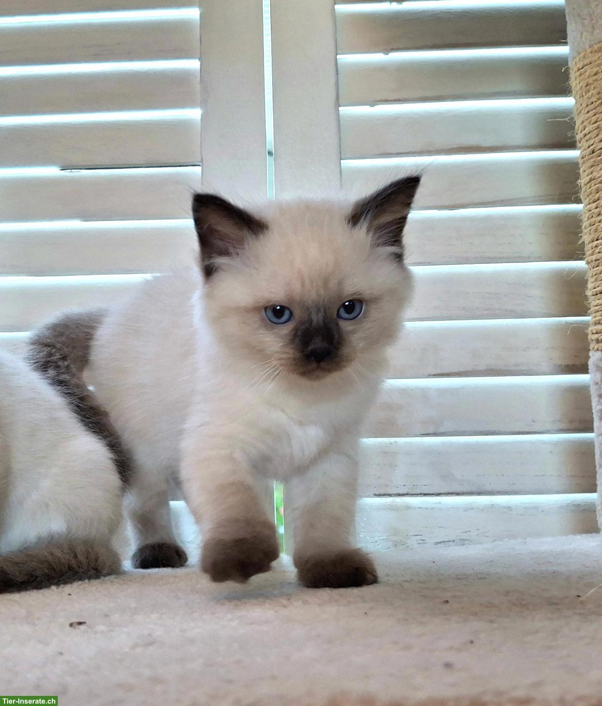 Bild 2: Süsse Heilige Birma Kitten