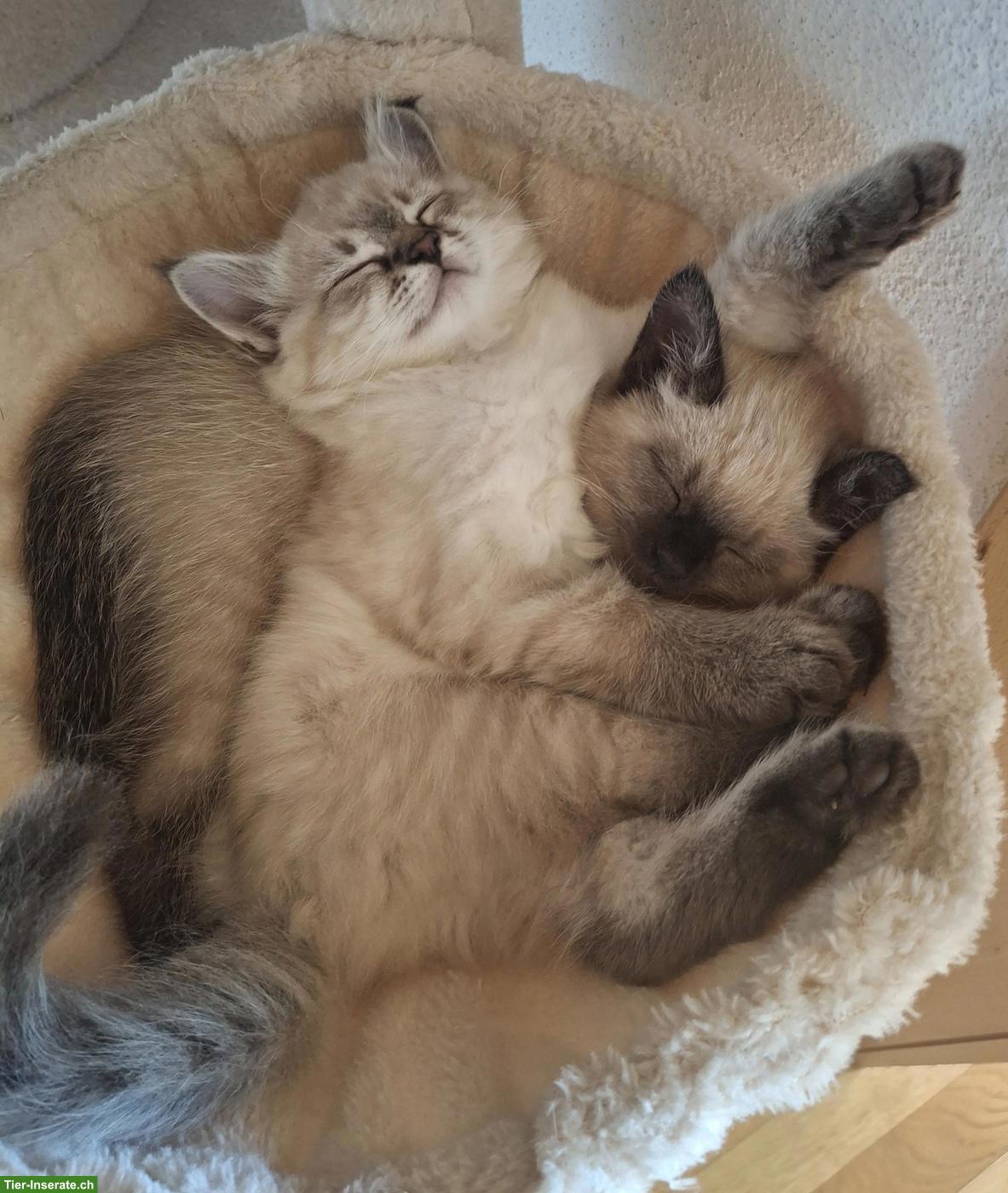 Bild 3: Süsse Heilige Birma Kitten