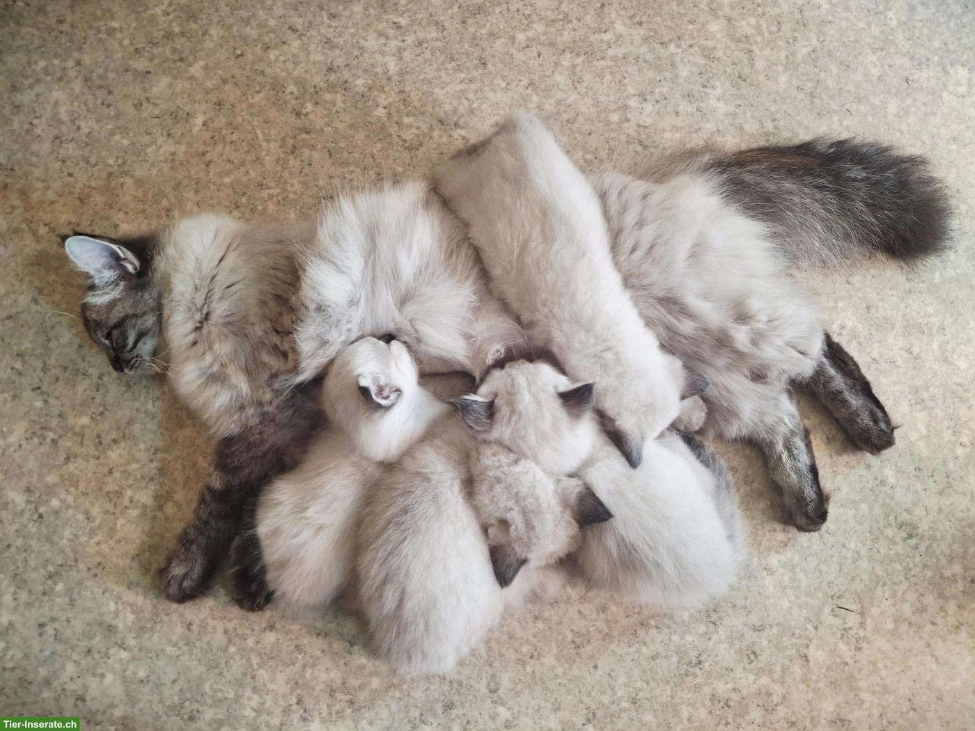 Bild 4: Süsse Heilige Birma Kitten
