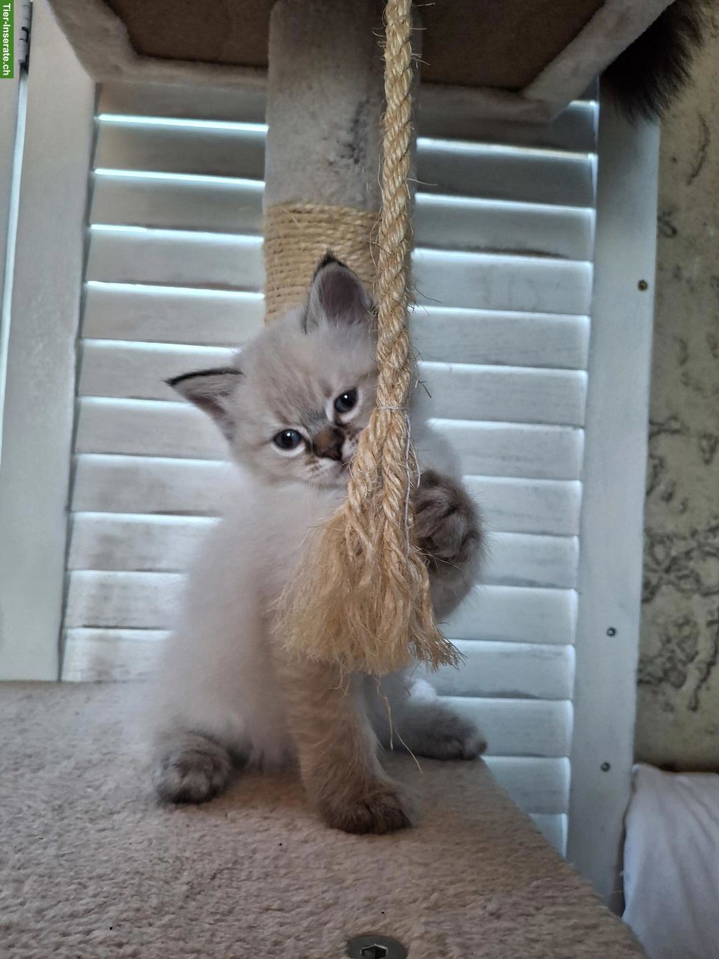 Bild 5: Süsse Heilige Birma Kitten