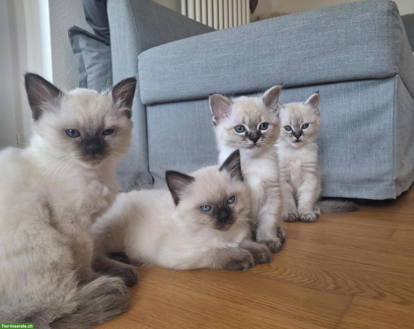 Bild 6: Süsse Heilige Birma Kitten