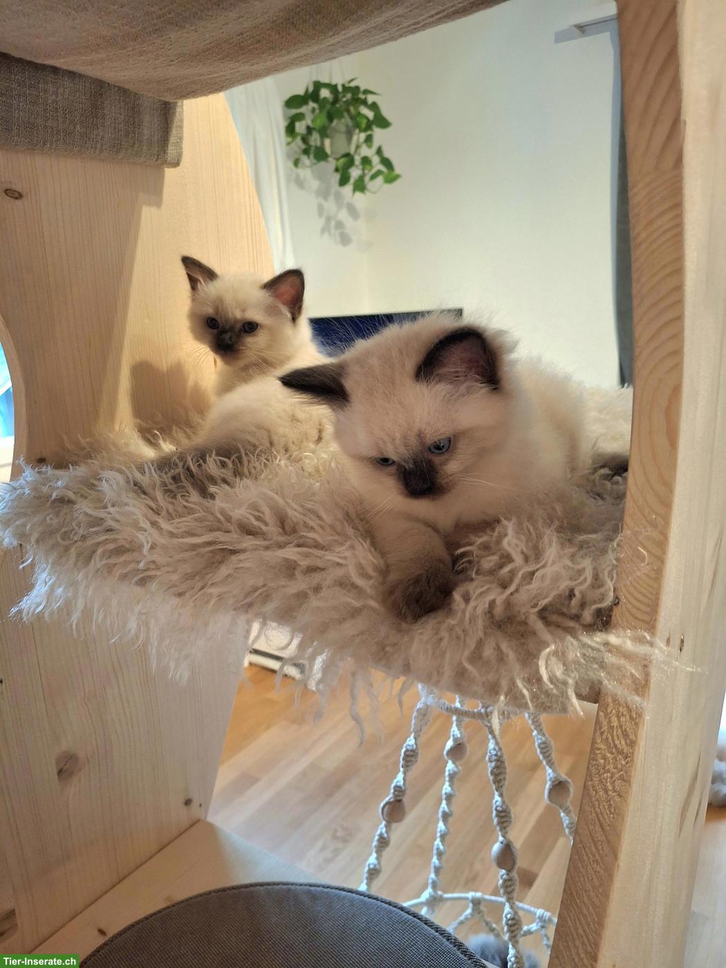 Bild 7: Süsse Heilige Birma Kitten