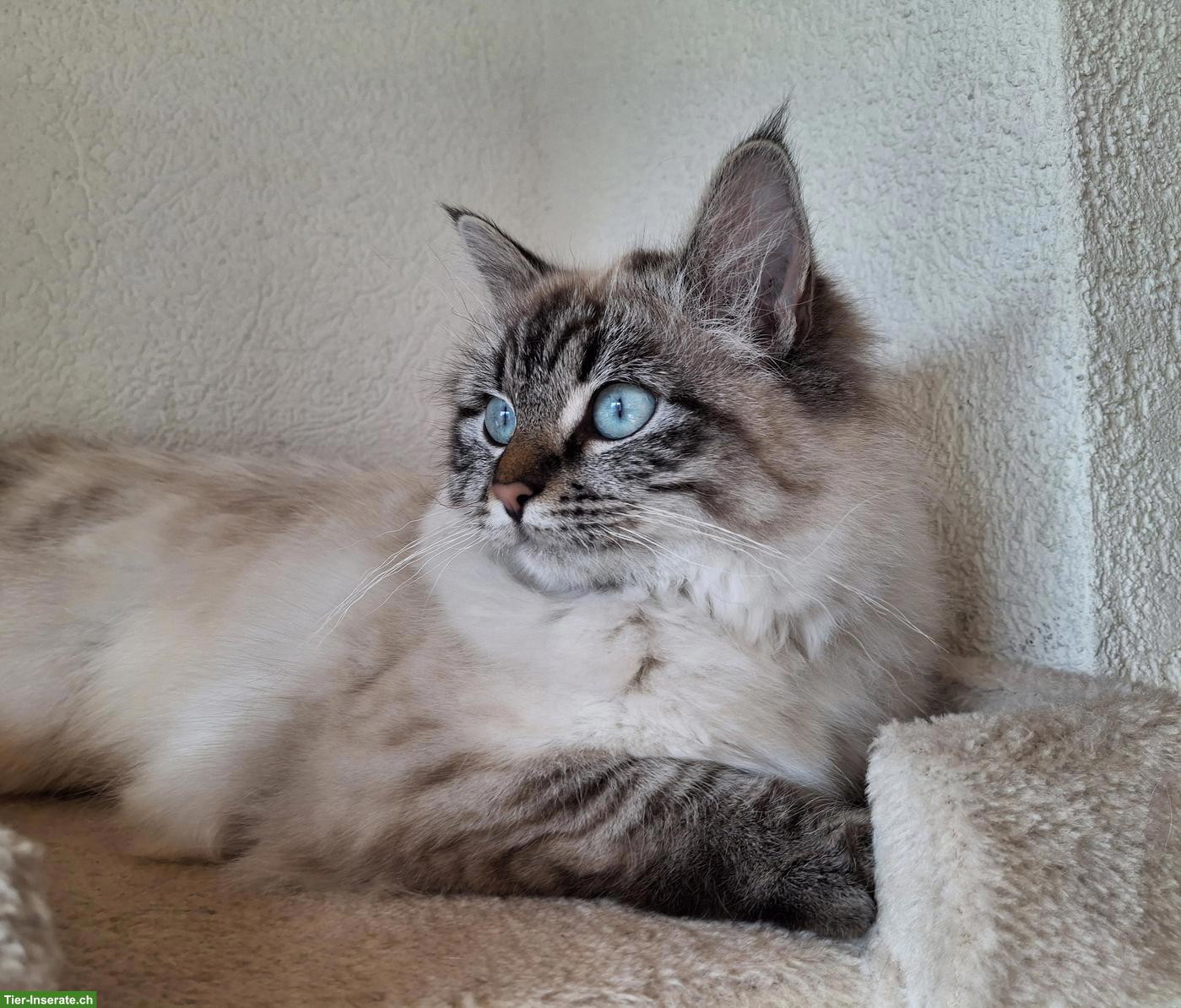 Bild 8: Süsse Heilige Birma Kitten