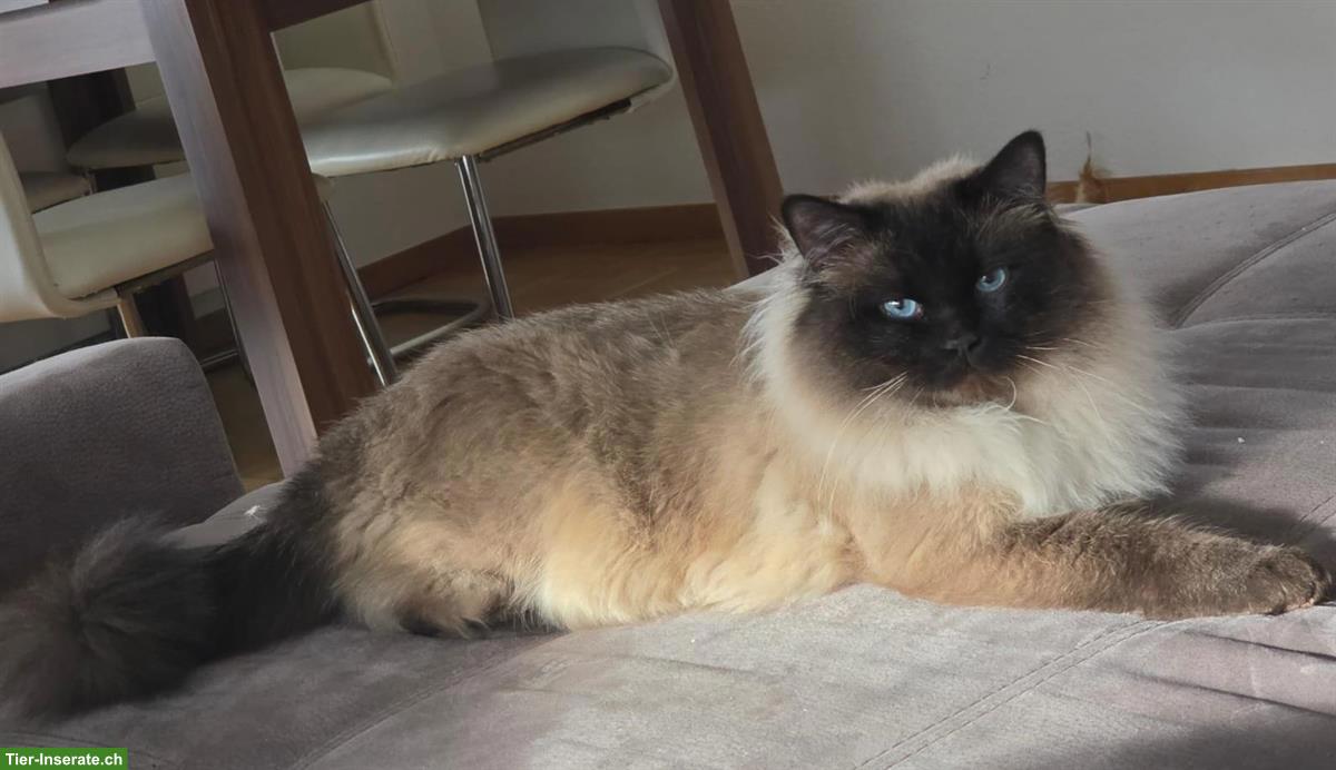Bild 9: Süsse Heilige Birma Kitten