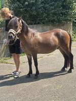 Welsh x Shetty Wallach, 3-jährig