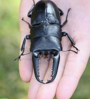 Larven von Dynastes maya & Dorcus titanus palawanicus