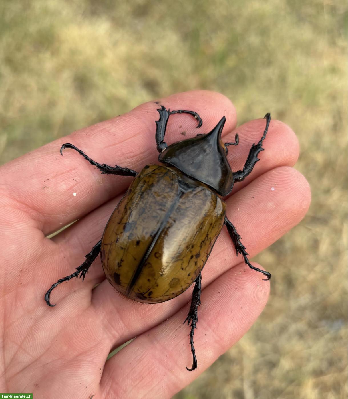 Bild 2: Larven von Dynastes maya & Dorcus titanus palawanicus