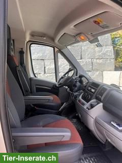 Bild 3: Pferdetransport/Selbstfahrer Fiat Ducato