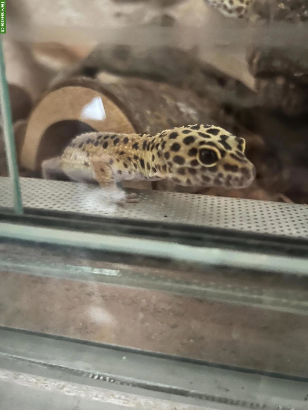 2 Leopardgecko Weibchen zu verschenken