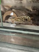 2 Leopardgecko Weibchen zu verschenken